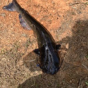 Meet your Posher, Seth